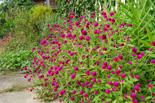 Gomphrena globosa  L. ,Red flower in beautiful garden nature,
